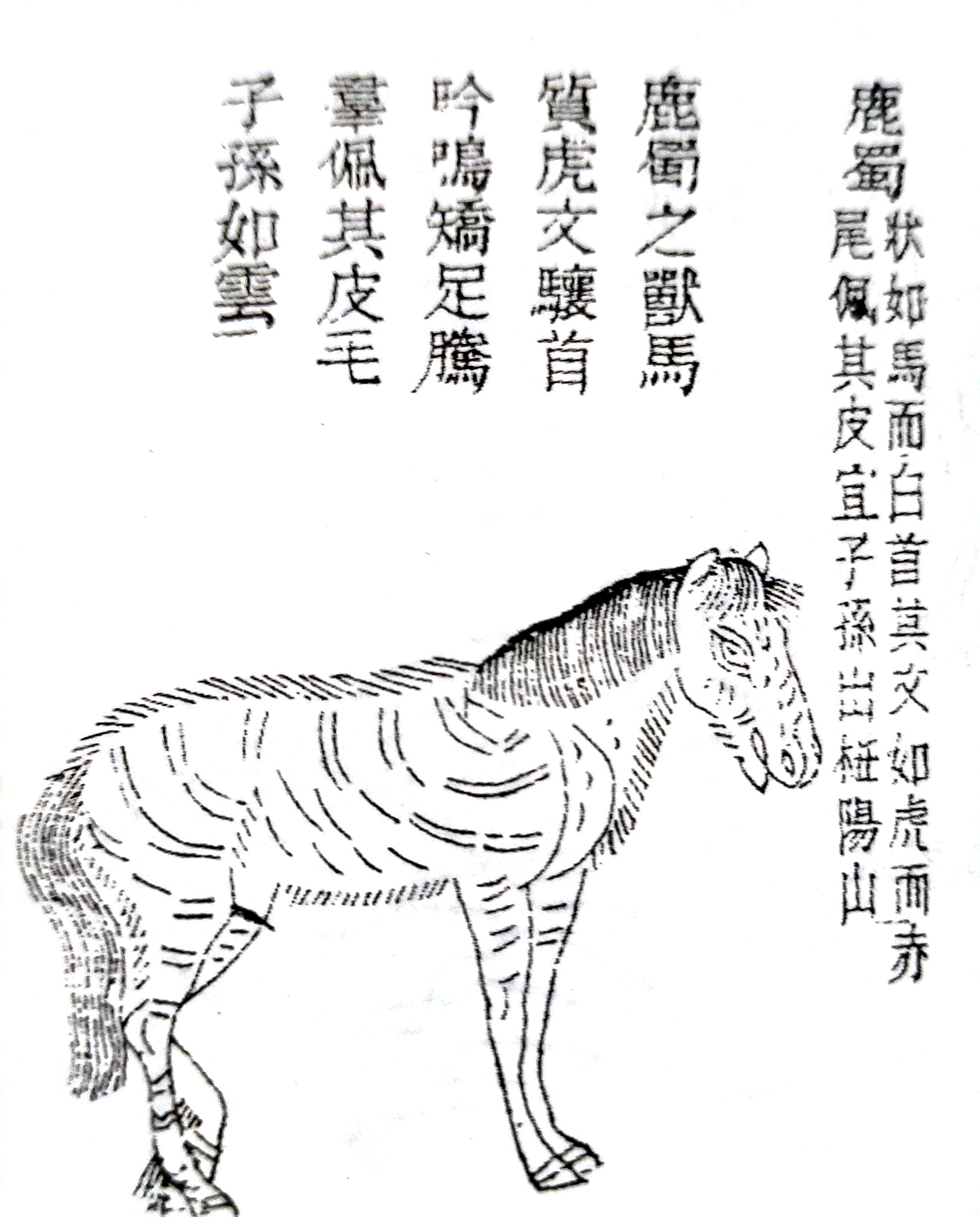 卡牌